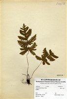 藏品(薄葉三叉蕨)的圖片